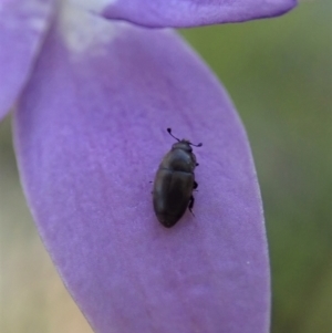 Nitidulidae sp. (family) at Holt, ACT - 28 Sep 2021