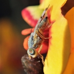 Sphenella ruficeps (Senecio Flower Galler Fruit Fly) at Aranda, ACT - 28 Sep 2021 by CathB