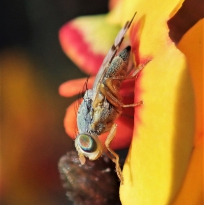 Sphenella ruficeps (Senecio Flower Galler Fruit Fly) at Aranda, ACT - 28 Sep 2021 by CathB