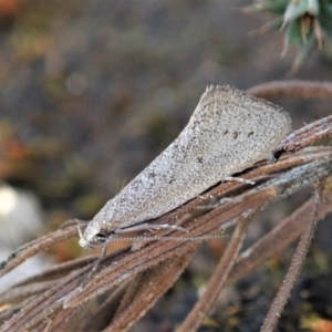 Thalerotricha mylicella at Molonglo Valley, ACT - 27 Sep 2021 03:53 PM