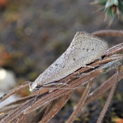 Thalerotricha mylicella (A concealer moth) at Aranda Bushland - 27 Sep 2021 by CathB