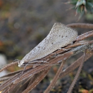 Thalerotricha mylicella at Molonglo Valley, ACT - 27 Sep 2021