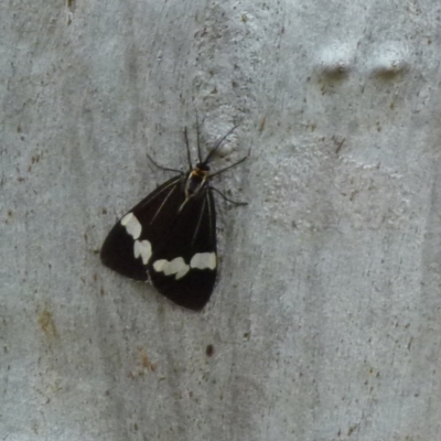 Nyctemera amicus (Senecio Moth, Magpie Moth, Cineraria Moth) at QPRC LGA - 27 Sep 2021 by Paul4K