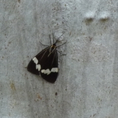 Nyctemera amicus (Senecio Moth, Magpie Moth, Cineraria Moth) at Boro, NSW - 27 Sep 2021 by Paul4K