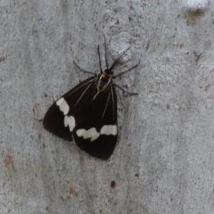 Nyctemera amicus at Boro, NSW - suppressed