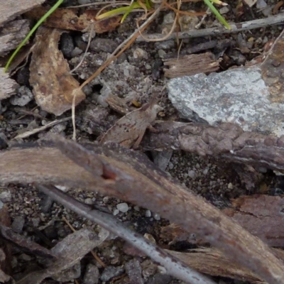 Goniaea australasiae (Gumleaf grasshopper) at Boro - 27 Sep 2021 by Paul4K