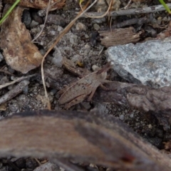 Goniaea australasiae at Boro, NSW - suppressed