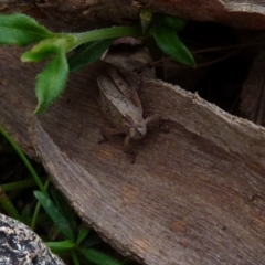 Goniaea australasiae at Boro, NSW - 27 Sep 2021