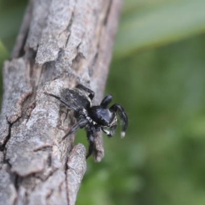 Jotus auripes (Jumping spider) at Bruce, ACT - 27 Sep 2021 by AlisonMilton
