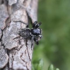 Jotus auripes at Bruce, ACT - 27 Sep 2021 12:06 PM