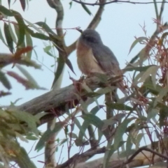 Cacomantis flabelliformis (Fan-tailed Cuckoo) at Boro, NSW - 28 Sep 2021 by Paul4K