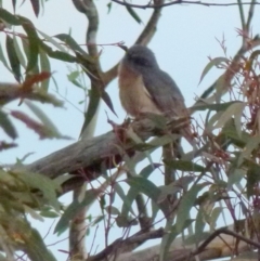 Cacomantis flabelliformis (Fan-tailed Cuckoo) at Boro - 27 Sep 2021 by Paul4K