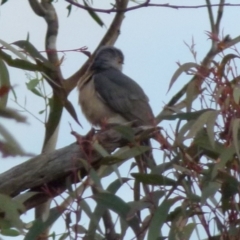 Cacomantis flabelliformis at Boro, NSW - suppressed