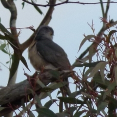 Cacomantis flabelliformis at Boro, NSW - suppressed