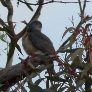 Cacomantis flabelliformis at Boro, NSW - suppressed