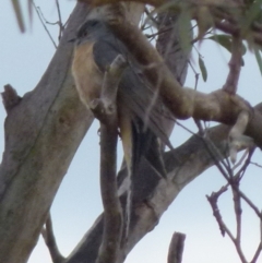 Cacomantis flabelliformis at Boro, NSW - suppressed