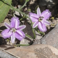 Thysanotus patersonii (Twining Fringe Lily) at Bruce, ACT - 27 Sep 2021 by AlisonMilton