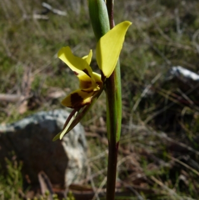Diuris sulphurea (Tiger Orchid) at Boro, NSW - 27 Sep 2021 by Paul4K