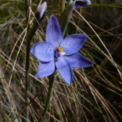Thelymitra ixioides (Dotted Sun Orchid) at Boro, NSW - 28 Sep 2021 by Paul4K