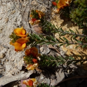 Pultenaea subspicata at Boro, NSW - 28 Sep 2021