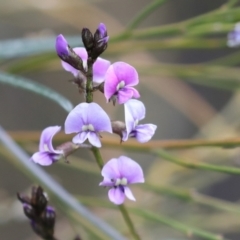 Glycine clandestina (Twining glycine) at Bruce, ACT - 27 Sep 2021 by AlisonMilton
