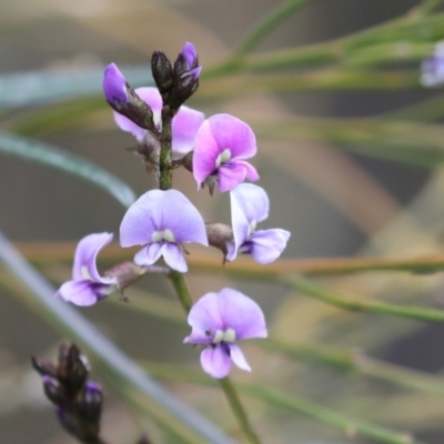 Glycine clandestina (Twining Glycine) at Bruce Ridge - 27 Sep 2021 by AlisonMilton