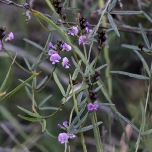 Glycine clandestina at Bruce, ACT - 27 Sep 2021