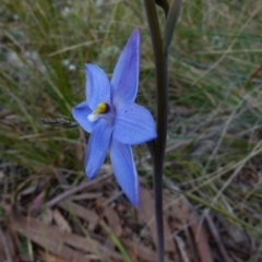 Thelymitra ixioides (Dotted Sun Orchid) at Boro - 28 Sep 2021 by Paul4K