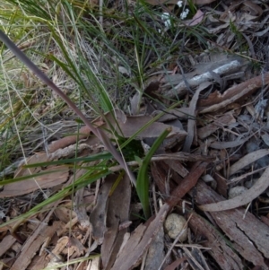 Thelymitra ixioides at Boro, NSW - 28 Sep 2021