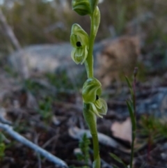 Hymenochilus bicolor (Black-tip Greenhood) at Boro, NSW - 28 Sep 2021 by Paul4K