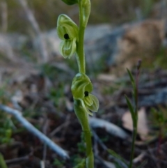 Hymenochilus bicolor at Boro, NSW - 28 Sep 2021