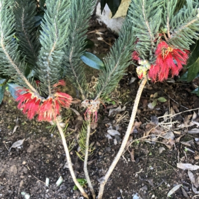 Calothamnus quadrifidus (One-sided Bottlebrush) at Hughes Garran Woodland - 25 Sep 2021 by ruthkerruish