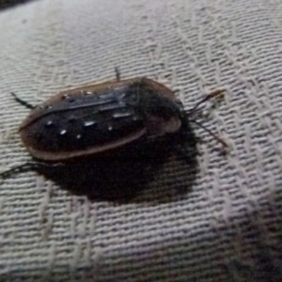 Ptomaphila lacrymosa (Carrion Beetle) at Boro - 28 Sep 2021 by Paul4K