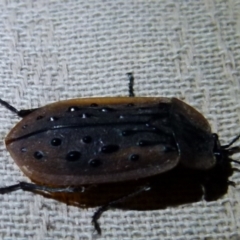 Ptomaphila lacrymosa at Boro, NSW - 28 Sep 2021