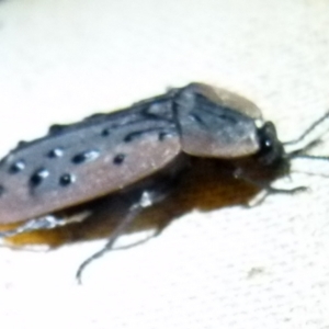 Ptomaphila lacrymosa at Boro, NSW - 28 Sep 2021