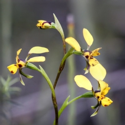 Diuris nigromontana (Black Mountain Leopard Orchid) at Bruce Ridge to Gossan Hill - 27 Sep 2021 by AlisonMilton