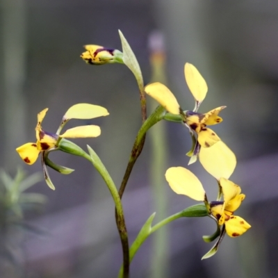 Diuris nigromontana (Black Mountain Leopard Orchid) at Bruce Ridge - 27 Sep 2021 by AlisonMilton