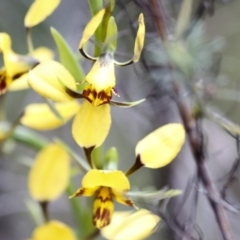 Diuris nigromontana at Bruce, ACT - 27 Sep 2021