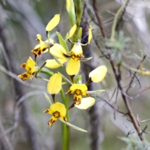 Diuris nigromontana at Bruce, ACT - 27 Sep 2021