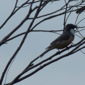 Pachycephala rufiventris at Boro, NSW - suppressed