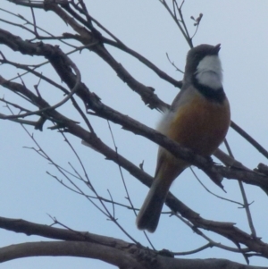 Pachycephala rufiventris at Boro, NSW - suppressed