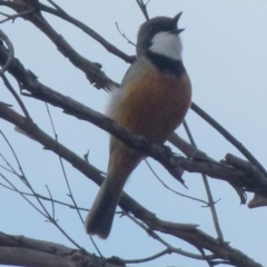 Pachycephala rufiventris at Boro, NSW - 29 Sep 2021