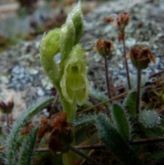 Hymenochilus muticus (Midget Greenhood) at Boro, NSW - 29 Sep 2021 by Paul4K