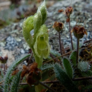 Hymenochilus muticus at Boro, NSW - suppressed