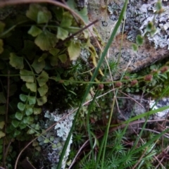 Asplenium flabellifolium (Necklace Fern) at Boro, NSW - 28 Sep 2021 by Paul4K