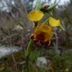 Diuris semilunulata (Late Leopard Orchid) at Boro, NSW - 29 Sep 2021 by Paul4K