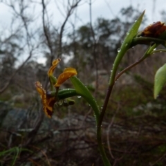 Diuris semilunulata at Boro, NSW - suppressed