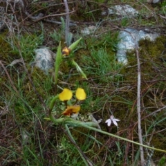 Diuris semilunulata at Boro, NSW - suppressed