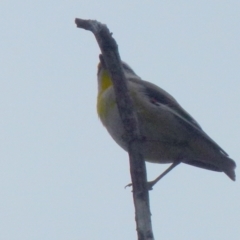 Pardalotus striatus (Striated Pardalote) at Boro, NSW - 29 Sep 2021 by Paul4K