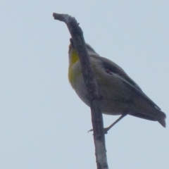 Pardalotus striatus (Striated Pardalote) at Boro, NSW - 28 Sep 2021 by Paul4K